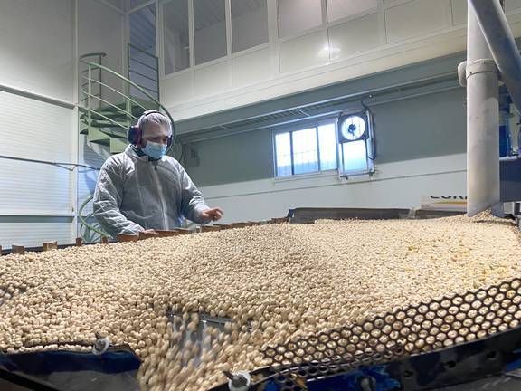 La cosecha de ‘Garbanzo de Escacena’ se acerca al millón de kilogramos