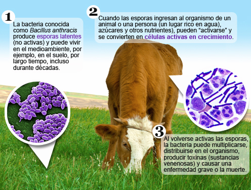 Alerta veterinaria en Huelva y Sevilla por la aparición de casos de ántrax