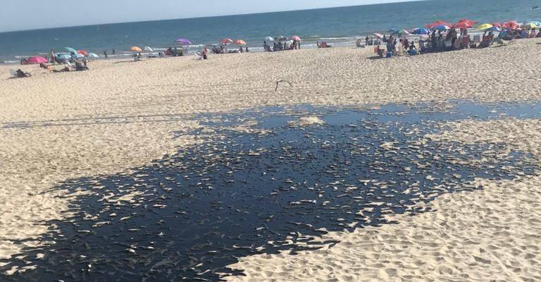 El sector hotelero de Matalascañas avisa: la falta de depuradora daña el Destino Huelva