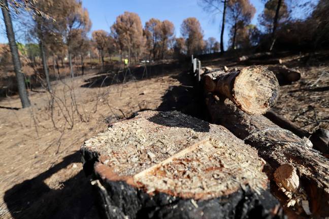 Finaliza la restauración forestal en Dehesa del Jarrama, afectada por el incendio de La Granada