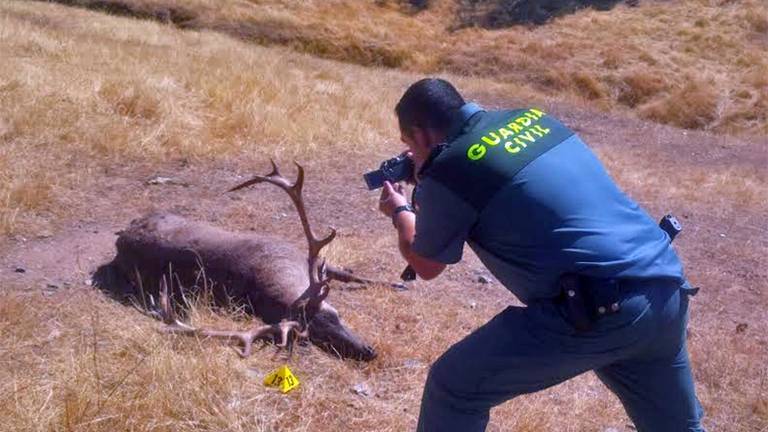 Condena ejemplar con cárcel y multa a dos ‘furtivos’ por cazar ciervos en la Sierra de Aracena