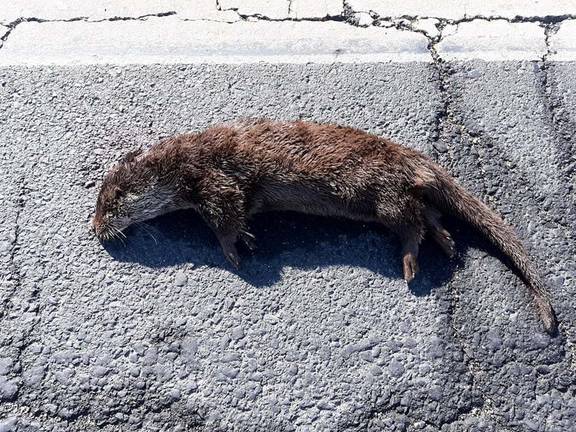 Muere atropellada una nutria en la carretera de Mazagón