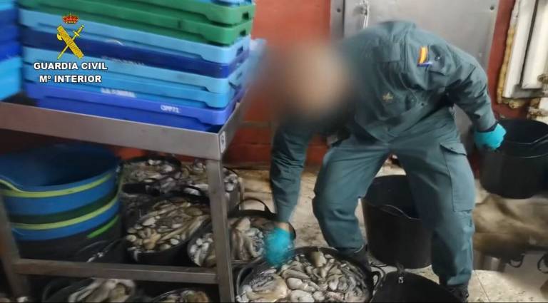 La Guardia Civil interviene 900 kilos de pulpo en una nave clandestina en Isla Cristina