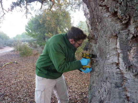 Revolución en la dehesa: Un proyecto consigue que encinas jóvenes den bellotas en solo 2 años 1 Revolución en la dehesa: Un proyecto consigue que encinas jóvenes den bellotas en solo 2 años