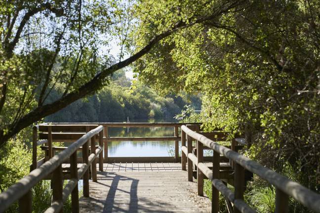 El Arroyo de la Rocina que baña el enclave del Palacio del Acebrón