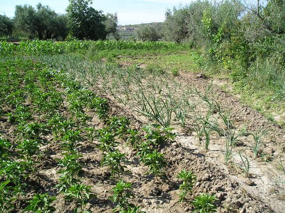 La agricultura andaluza contará con 135,2 M€ para ayudas agroambientales en 2022