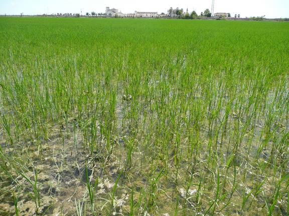Cada hectárea de arroz consume anualmente unos 11.000 metros cúbicos de agua
