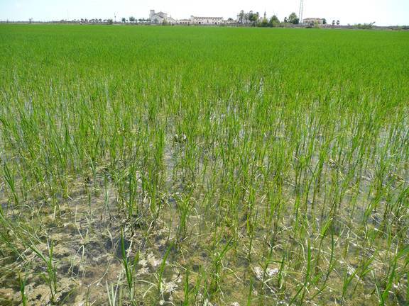 Los arrozales ponen en jaque los recursos hídricos de Doñana 2 Cada hectárea de arroz consume anualmente unos 11.000 metros cúbicos de agua
