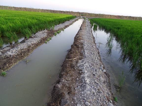 Los arrozales ponen en jaque los recursos hídricos de Doñana