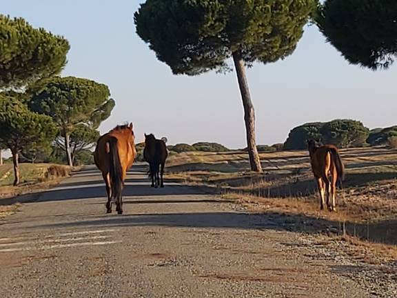 Una manada de caballos abandonados pone en peligro la circulación por Mazagón