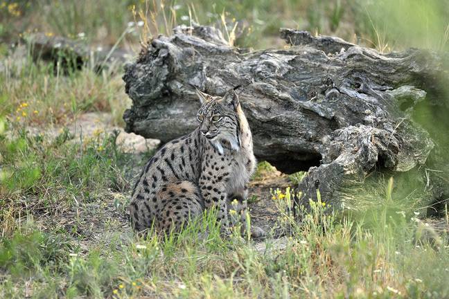 El instinto cazador del lince se mantiene afilado incluso los nacidos en cautividad