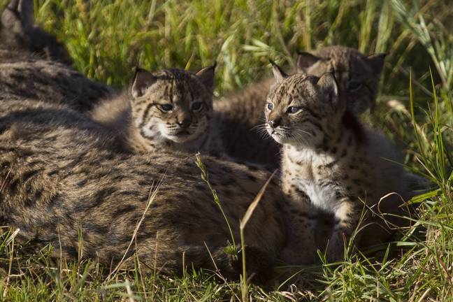 La población del Lince en el mundo llegó a caer por debajo del centenar de ejemplares
