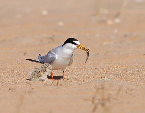 Una ave y su cría disfrutan de la costa onubense.