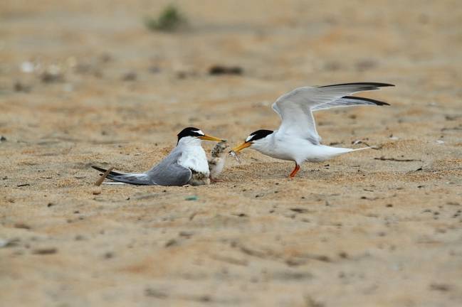 Una Charrancitos dan de comer a sus crías