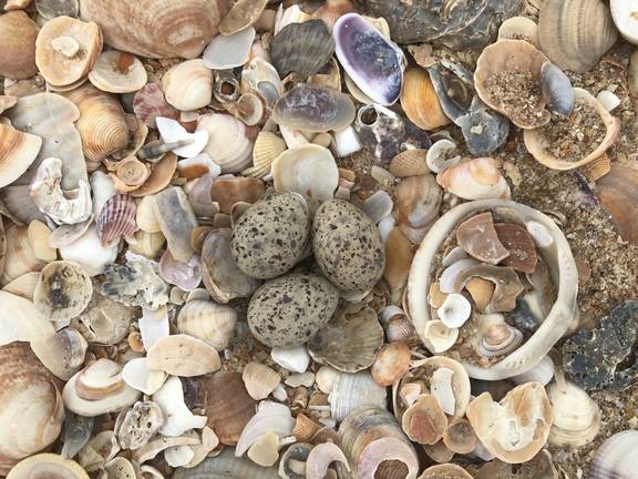 Huevos perfectamente camuflados entre los restos de moluscos y bivalvos en la costa. 