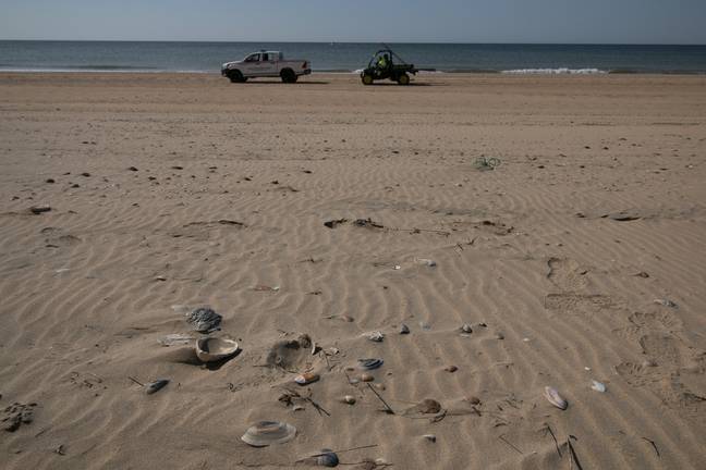 Hondonadas imperceptibles sobre la arena en las que las aves hacen sus nidos.