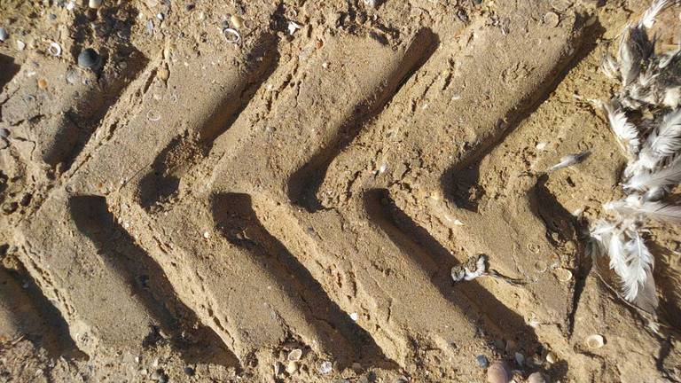La presencia de maquinaria pesada en las playas acaba con la vida de estas crías.