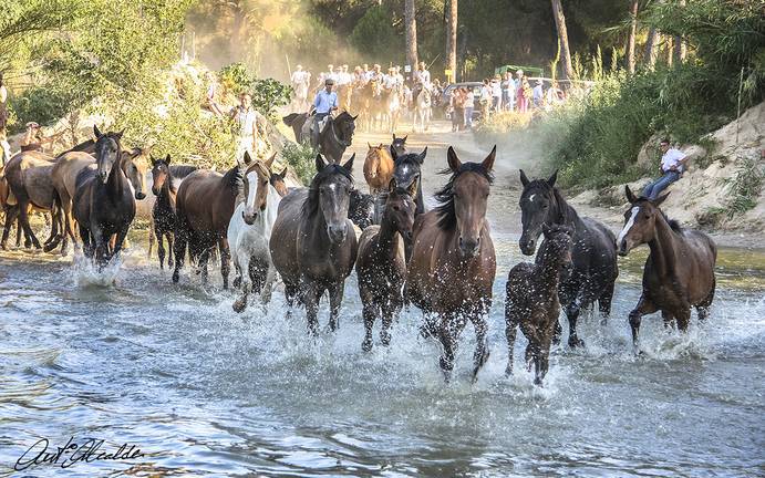 Las yeguas y sus potrillos desfilan por el camino de los llanos