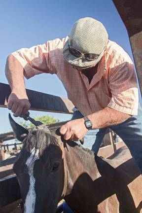 Un ganadero lleva a cabo las labores de tusa de los animales