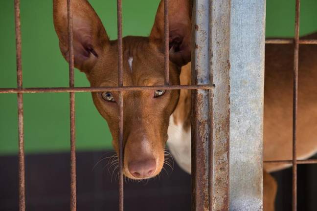 La mirada de profunda tristeza de uno de los animales abandonados