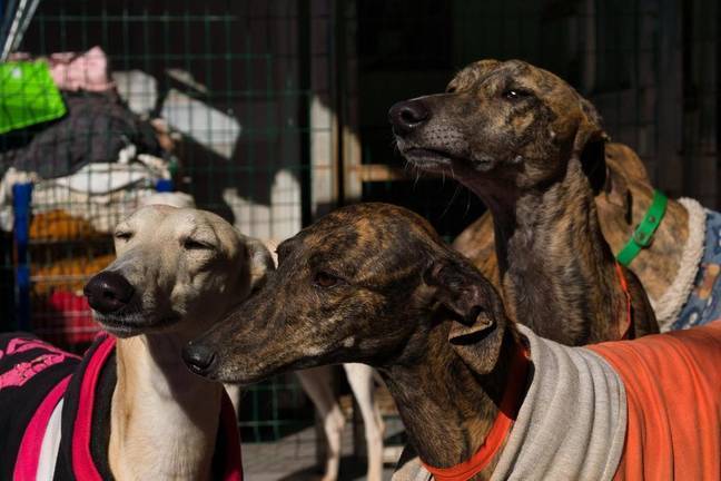 Un grupo de perros toman el sol en la asociación