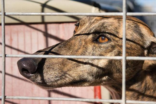 Uno de los galgos en el refugio Puntanimals