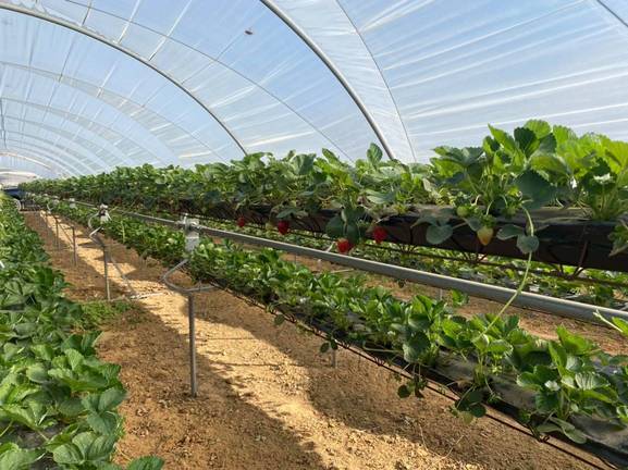 Cultivo de fresa en hidropónico.